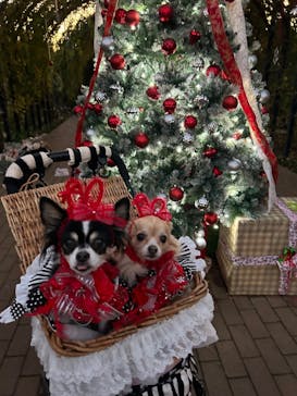 横浜イングリッシュガーデンに投稿された画像（2024/12/17）