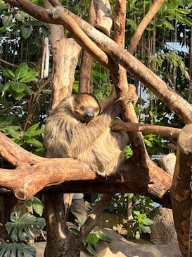 神戸どうぶつ王国に投稿された画像（2024/12/17）
