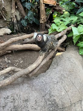 神戸どうぶつ王国に投稿された画像（2024/12/17）