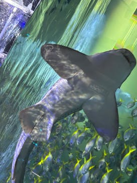 AQUARIUM × ART　atoaに投稿された画像（2024/12/17）