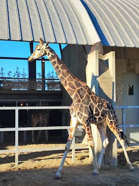 霞ケ浦 どうぶつとみんなのいえに投稿された画像（2024/12/17）