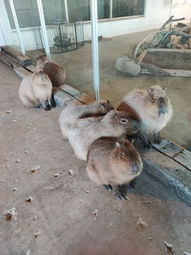 霞ケ浦 どうぶつとみんなのいえに投稿された画像（2024/12/17）