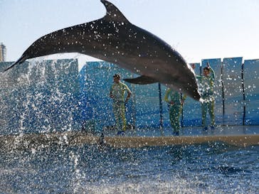 新江ノ島水族館に投稿された画像（2024/12/18）