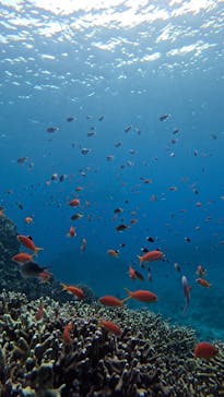  マリンショップHAPPYに投稿された画像（2024/12/18）