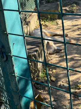 群馬サファリパークに投稿された画像（2024/12/18）