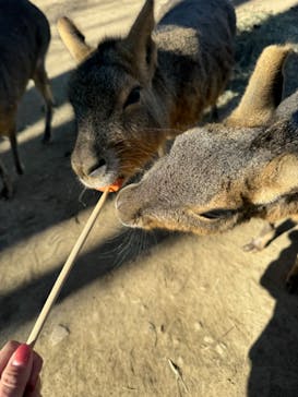 群馬サファリパークに投稿された画像（2024/12/18）