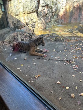 恩賜上野動物園に投稿された画像（2024/12/18）