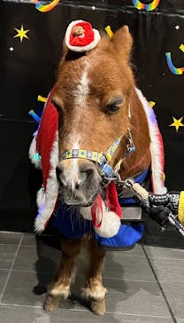 東京メガイルミに投稿された画像（2024/12/18）