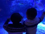 すみだ水族館に投稿された画像（2024/12/18）