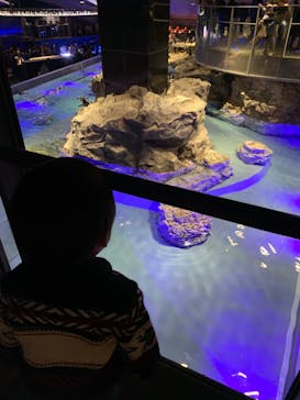 すみだ水族館に投稿された画像（2024/12/18）