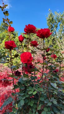 横浜イングリッシュガーデンに投稿された画像（2024/12/18）