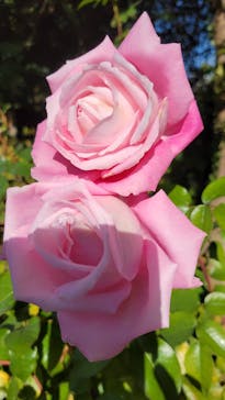 横浜イングリッシュガーデンに投稿された画像（2024/12/18）