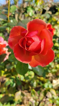 横浜イングリッシュガーデンに投稿された画像（2024/12/18）