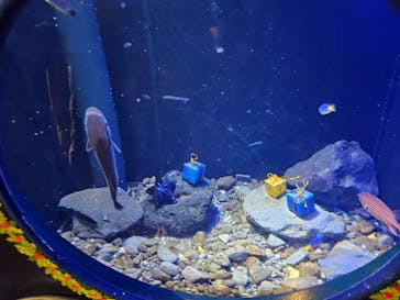 新江ノ島水族館に投稿された画像（2024/12/18）