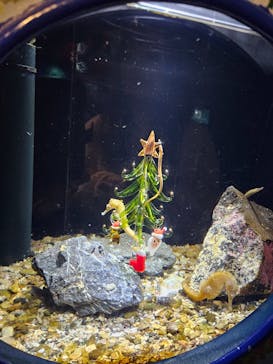 新江ノ島水族館に投稿された画像（2024/12/18）