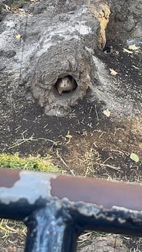 恩賜上野動物園に投稿された画像（2024/12/18）