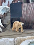 恩賜上野動物園に投稿された画像（2024/12/18）
