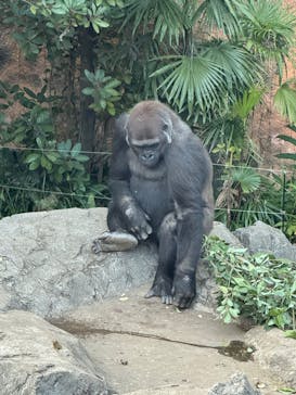 恩賜上野動物園に投稿された画像（2024/12/18）