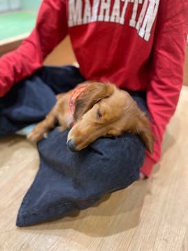 いぬカフェRio 新宿店に投稿された画像（2024/12/18）