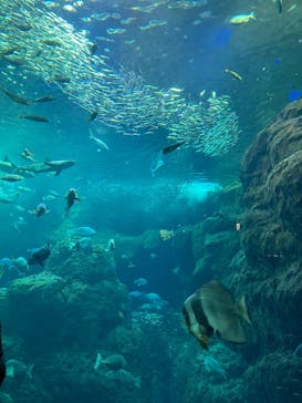 新江ノ島水族館に投稿された画像（2024/12/18）