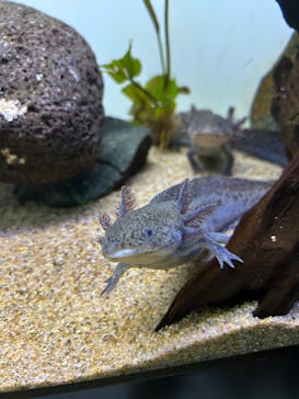 サンシャイン水族館に投稿された画像（2024/12/18）