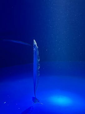 サンシャイン水族館に投稿された画像（2024/12/18）