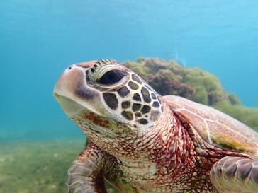 nico 宮古島に投稿された画像（2024/12/18）