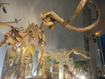 福井県立恐竜博物館に投稿された画像（2024/12/18）