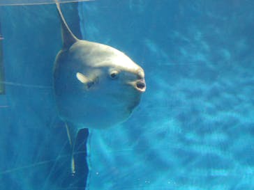 アクアワールド茨城県大洗水族館に投稿された画像（2024/12/19）