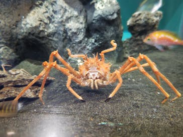 アクアワールド茨城県大洗水族館に投稿された画像（2024/12/19）