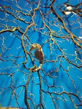 アクアワールド茨城県大洗水族館に投稿された画像（2024/12/19）