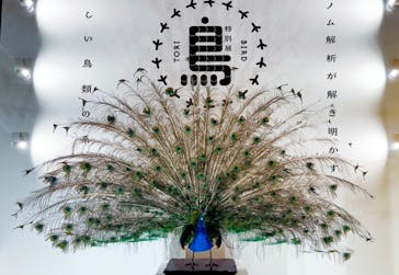 特別展「鳥 ～ゲノム解析が解き明かす新しい鳥類の系統～」国立科学博物館に投稿された画像（2024/12/19）