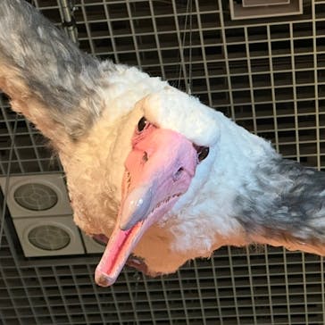 特別展「鳥 ～ゲノム解析が解き明かす新しい鳥類の系統～」国立科学博物館に投稿された画像（2024/12/19）