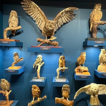 特別展「鳥 ～ゲノム解析が解き明かす新しい鳥類の系統～」国立科学博物館に投稿された画像（2024/12/19）