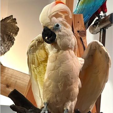 特別展「鳥 ～ゲノム解析が解き明かす新しい鳥類の系統～」国立科学博物館に投稿された画像（2024/12/19）