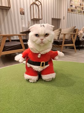 猫カフェモカ　アルシェ大宮店に投稿された画像（2024/12/19）