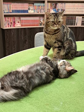 猫カフェモカ　アルシェ大宮店に投稿された画像（2024/12/19）