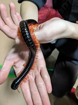 いきもの探検隊上尾に投稿された画像（2024/12/19）