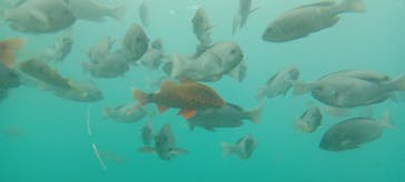 串本海中公園水族館に投稿された画像（2024/12/19）