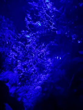 京都府立植物園　LIGHT CYCLES KYOTOに投稿された画像（2024/12/19）