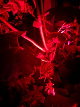 京都府立植物園　LIGHT CYCLES KYOTOに投稿された画像（2024/12/19）