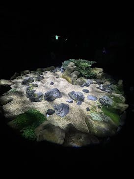 京都府立植物園　LIGHT CYCLES KYOTOに投稿された画像（2024/12/19）