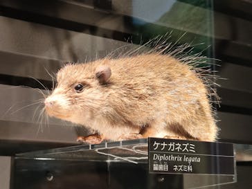 国立科学博物館に投稿された画像（2024/12/19）
