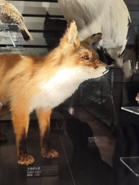 国立科学博物館に投稿された画像（2024/12/19）