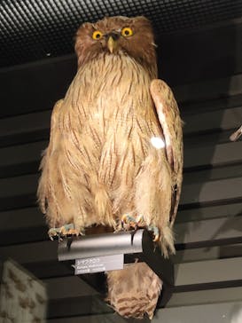 国立科学博物館に投稿された画像（2024/12/19）