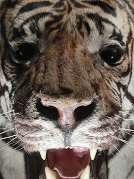 国立科学博物館に投稿された画像（2024/12/19）