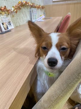 いぬカフェRio 浅草店に投稿された画像（2024/12/19）