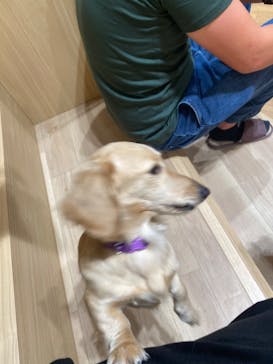 いぬカフェRio 浅草店に投稿された画像（2024/12/19）