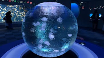 新江ノ島水族館に投稿された画像（2024/12/19）