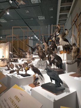 特別展「鳥 ～ゲノム解析が解き明かす新しい鳥類の系統～」国立科学博物館に投稿された画像（2024/12/19）
